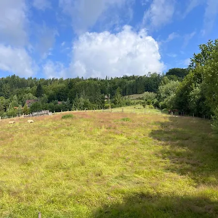 Cienkow 3 ויסלאו