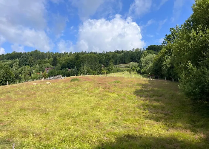 Cienkow 3 ויסלאו